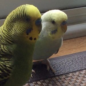 Meet your Posher, May